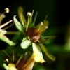 Saxifraga aizoides -- Fetthennen Steinbrech